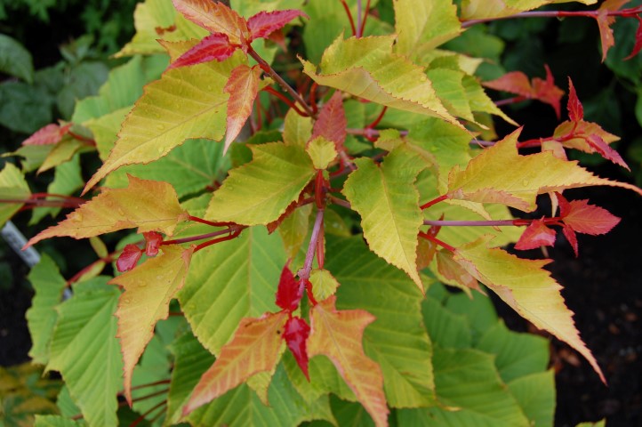 Acer capillipes ‘Honey Dew’