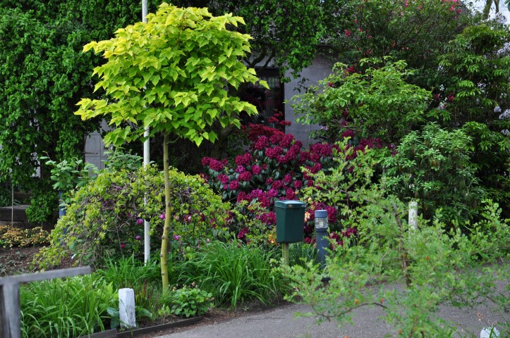 Acer rufinerve ‘Honey Dew’