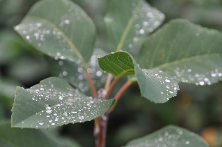 Amelanchier alnifolia ‘Obelisk’