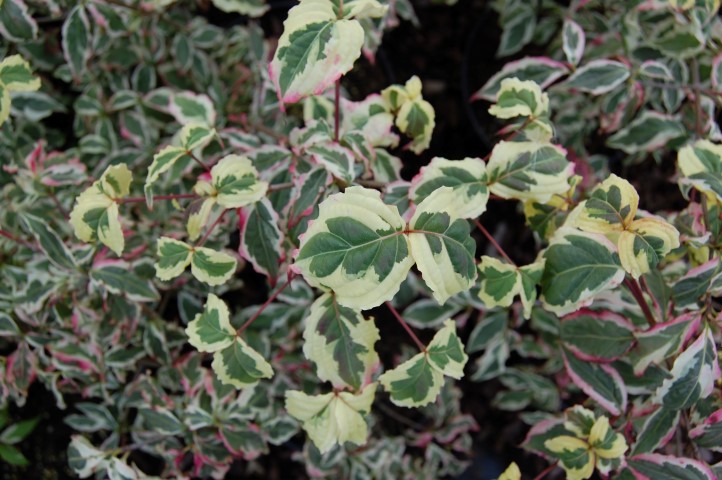 Cornus kousa ‘Silver Pheasant’