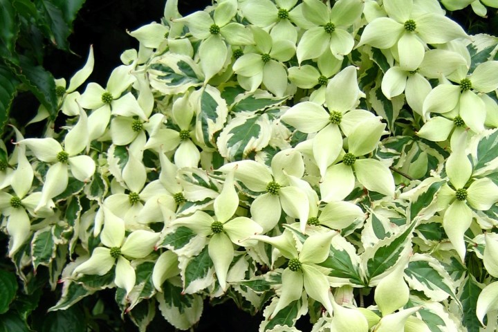 Cornus kousa ‘Silver Pheasant’