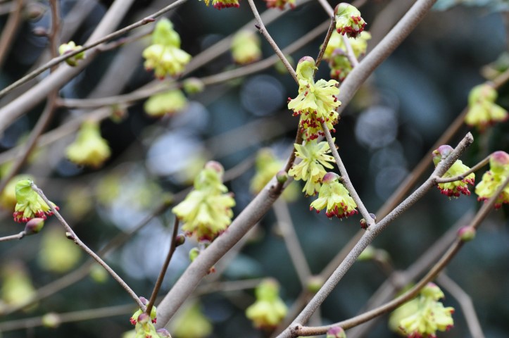 Corylopsis spicata ‘Red Eye’