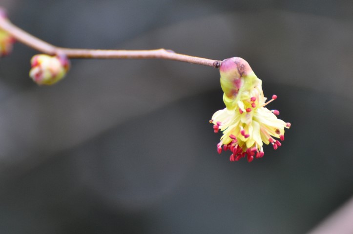 Corylopsis spicata ‘Red Eye’
