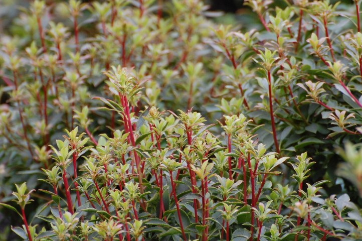 Enkianthus campanulatus ‘Wallaby’