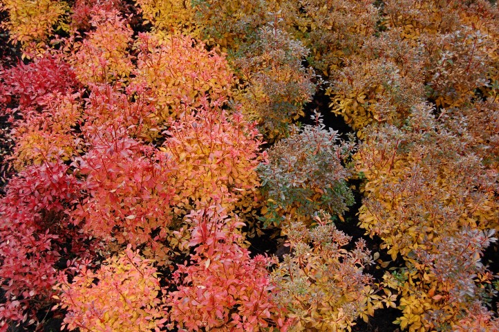 Enkianthus campanulatus ‘Wallaby’