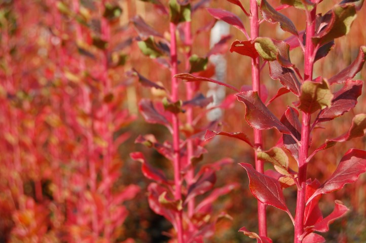 Enkianthus campanulatus ‘Wallaby’