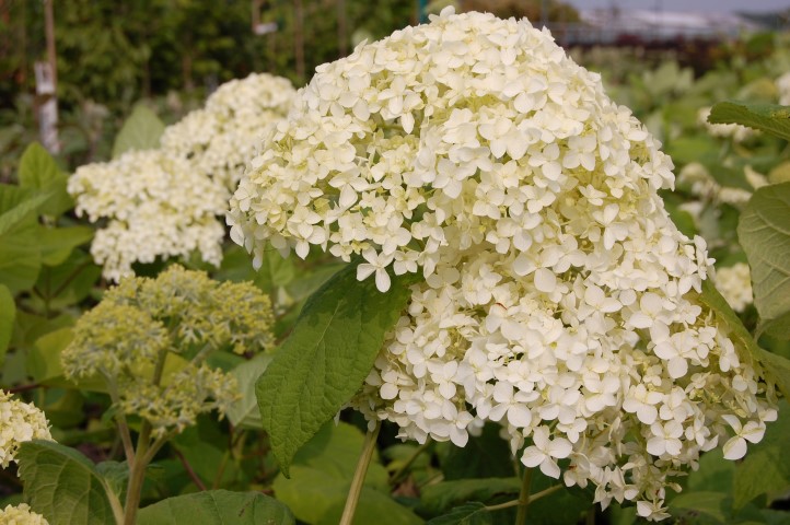 Hydrangea arborescens ‘Sheep Cloud’