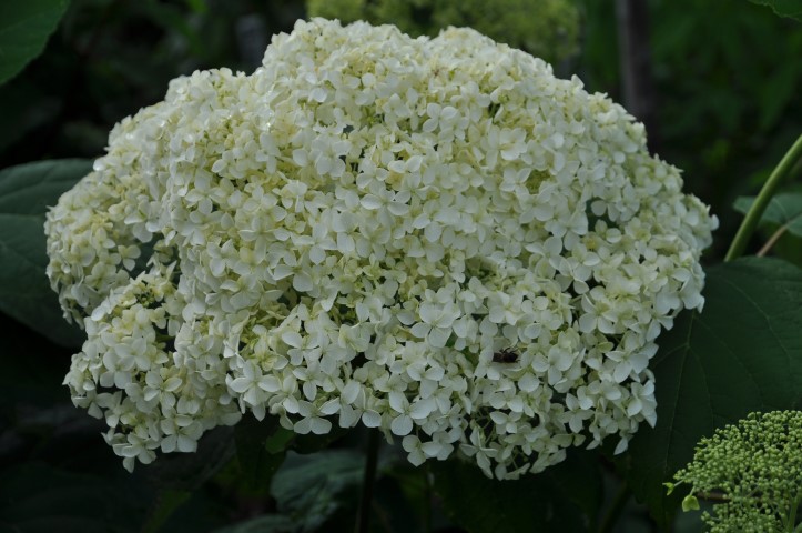 Hydrangea arborescens ‘Sheep Cloud’