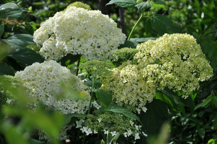 Hydrangea arborescens ‘Sheep Cloud’