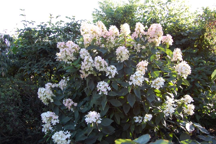 Hydrangea paniculata ‘Ammarin’