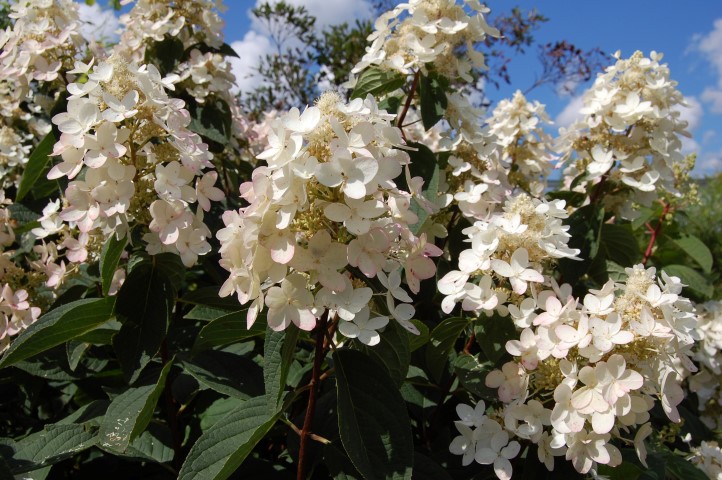 Hydrangea paniculata ‘Ammarin’