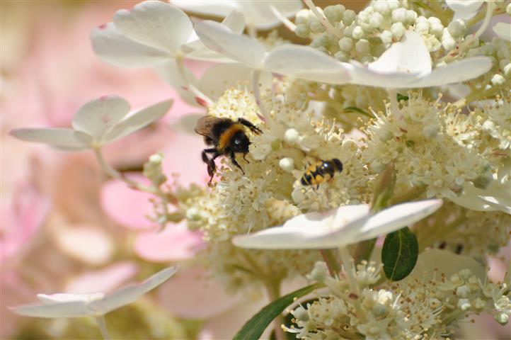 Hydrangea paniculata ‘Bulk’ EARLY SENSATION