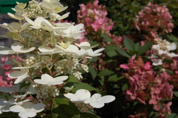 Hydrangea paniculata ‘Bulk’ EARLY SENSATION PBR