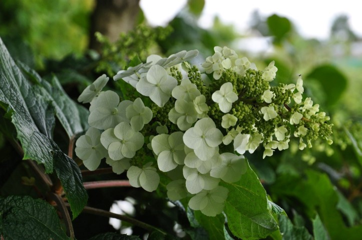 Hydrangea quercifolia ‘Applause’