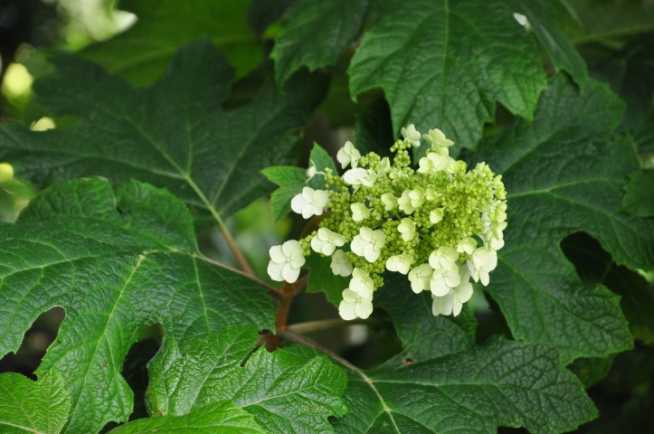 Hydrangea quercifolia ‘Applause’