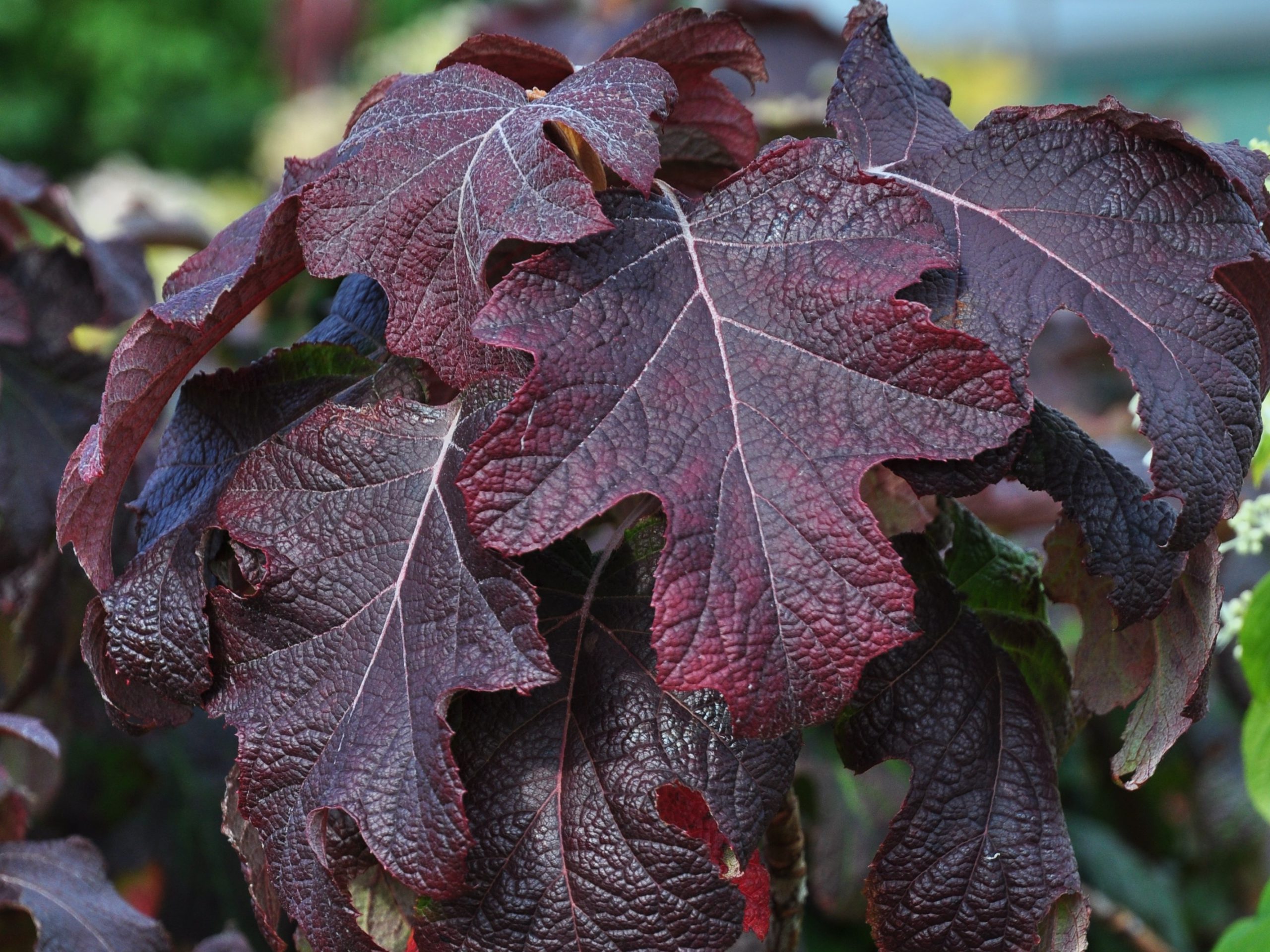 Hydrangea quercifolia ‘Burgundy’