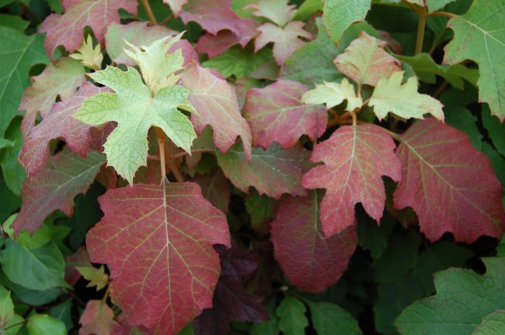 Hydrangea quercifolia ‘Burgundy’ (3) (Small)