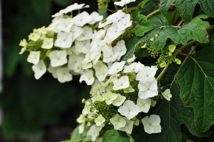 Hydrangea quercifolia ‘Burgundy’