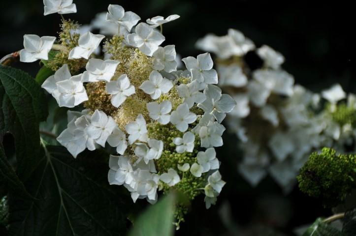 Hydrangea quercifolia ‘Burgundy’