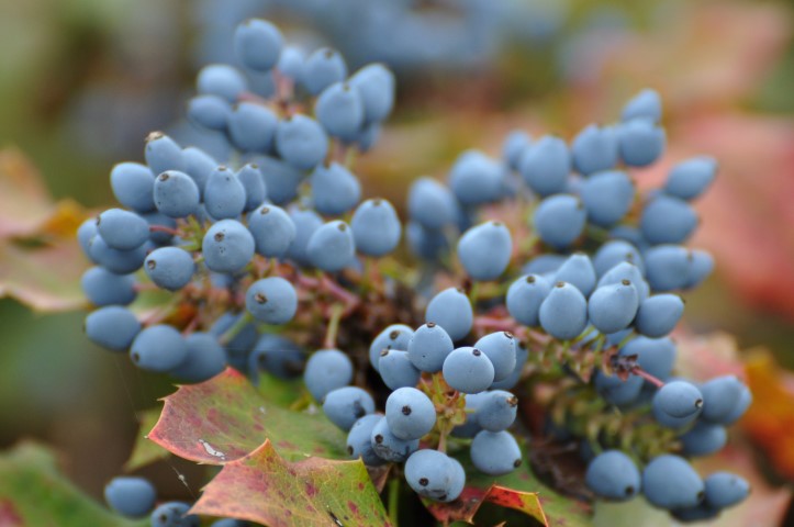 Mahonia wagneri ‘Sunset’