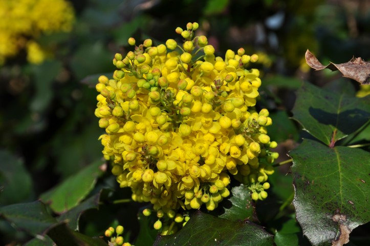 Mahonia wagneri ‘Sunset’