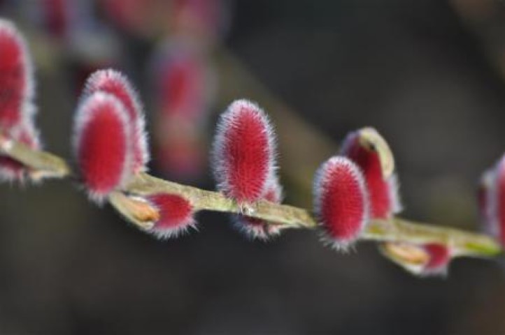 Salix gracilistyla ‘Mt. Aso’