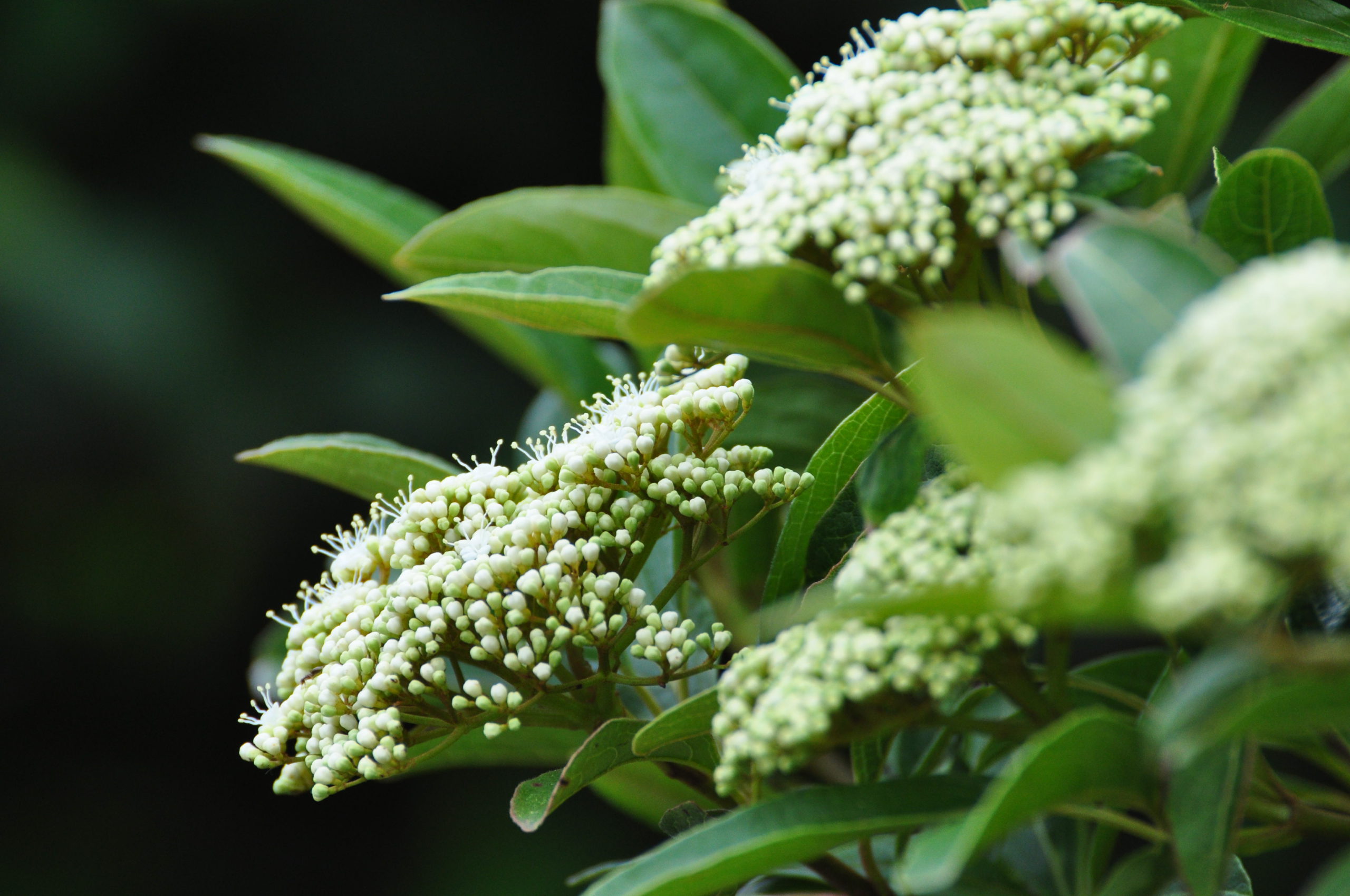 Viburnum nudum ‘Brandywine’