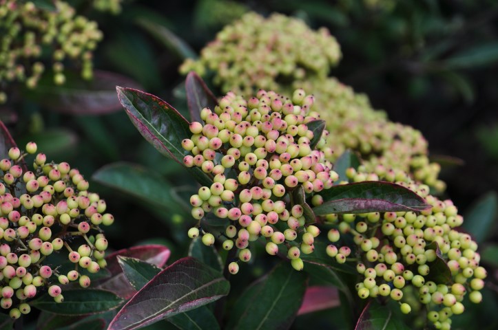 Viburnum nudum ‘Brandywine’