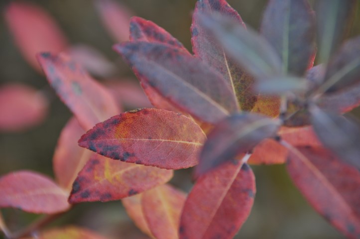 Zenobia pulverulenta ‘Blue Sky’