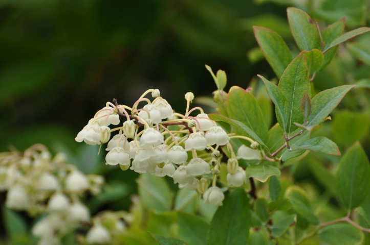 Zenobia pulverulenta ‘Blue Sky’